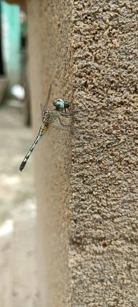 Plan Vertical Une Libellule Sur Mur — Photo