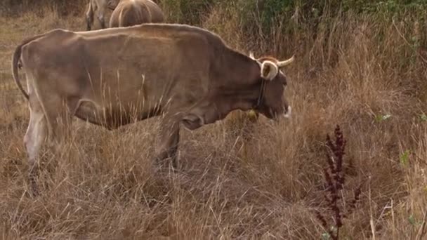 Een Kudde Wilde Dieren Savanne Van Kenya — Stockvideo