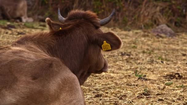 Eine Kuh Auf Der Weide — Stockvideo