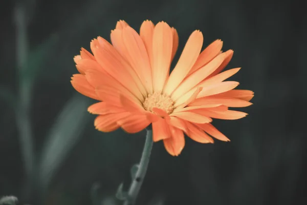 Primo Piano Fiore Margherita Arancione Che Fiorisce Giardino Uno Sfondo — Foto Stock