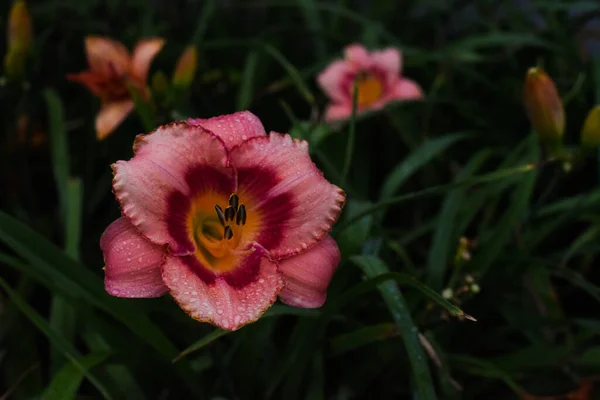 Close Rosa Daylily Crescendo Jardim — Fotografia de Stock