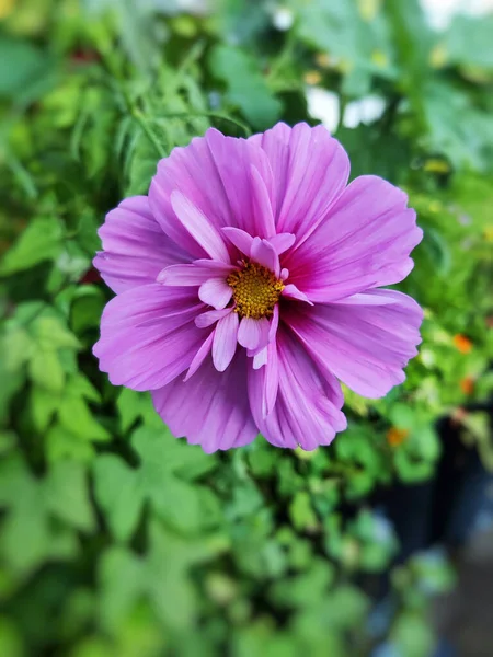 Närbild Blommiga Lila Kosmos Blommor Trädgården — Stockfoto