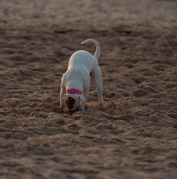 Chien Blanc Sur Plage — Photo