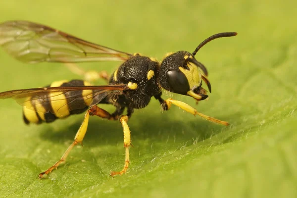 Gros Plan Sur Guêpe Cerceris Rybyensis Prédateur Des Abeilles Sillon — Photo