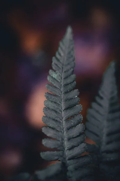 A vertical shot of fern plants in a forest against a blurred background