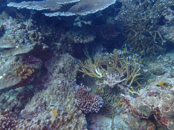 タイのシミラン諸島の美しい水中自然 — ストック写真