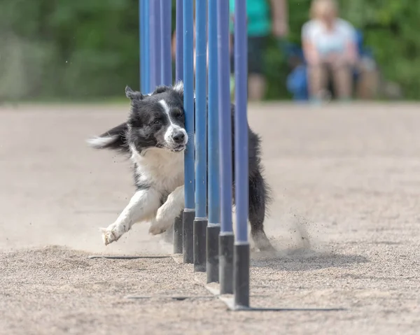 Primo Piano Girato Border Collie Facendo Slalom Sul Corso Agilità — Foto Stock