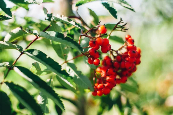 Primer Plano Bayas Serbal Una Rama Árbol —  Fotos de Stock