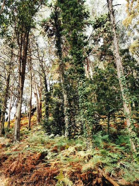 Beautiful View Tall Trees Covered Greens Woods — Stock Photo, Image