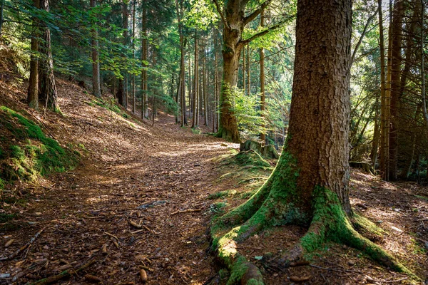 バイエルンの森の苔むした木の根 — ストック写真