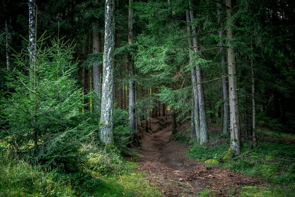 Caminho Cercado Por Pinheiros Altos Plantas Floresta Baviera — Fotografia de Stock