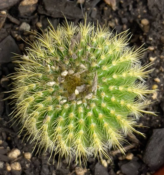 Egy Kerek Kaktuszra Néző Edény — Stock Fotó