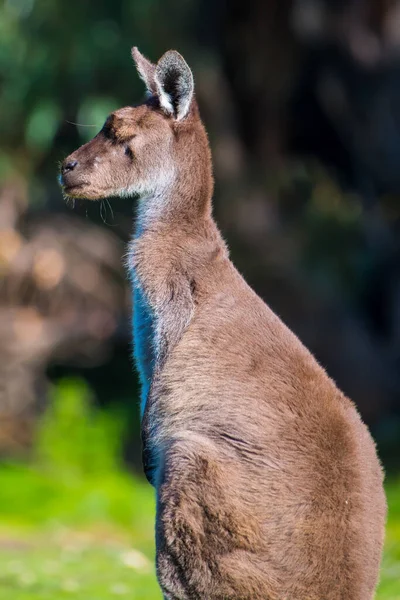 Yaban Otlaklarda Tüylü Kahverengi Bir Kangurunun Dikey Hali — Stok fotoğraf