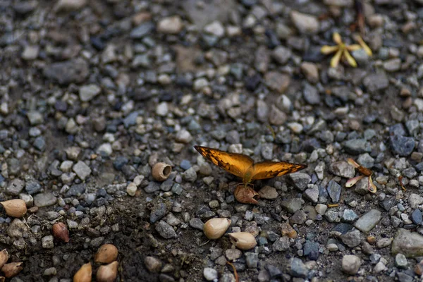 Gros Plan Beau Papillon Brun Tacheté Sur Surface Rocheuse — Photo