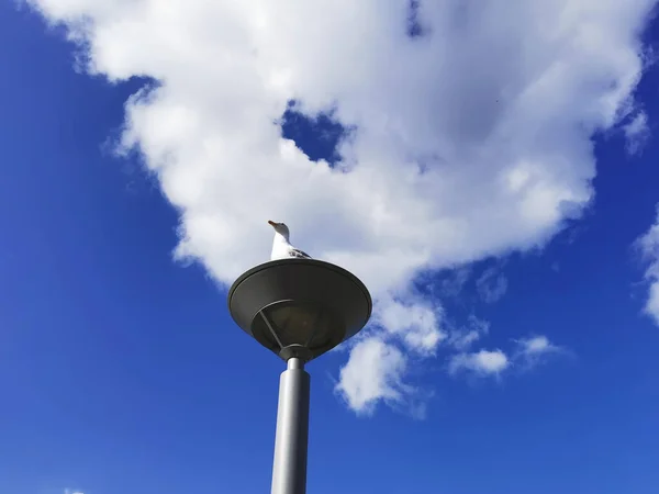 Gaviota Posada Farol Bajo Cielo Nublado —  Fotos de Stock