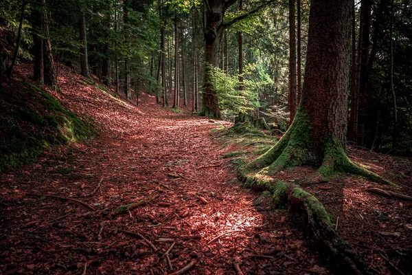 Стежка Оточена Високими Деревами Рослинами Баварському Лісі — стокове фото