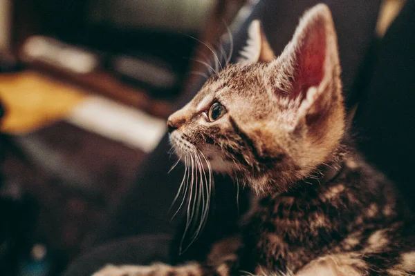 かわいいグレーのタビー子猫のクローズアップ — ストック写真