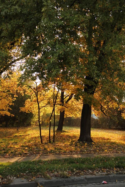 Pionowe Zdjęcie Żółtych Drzew Jesienią Krakowie Polska — Zdjęcie stockowe