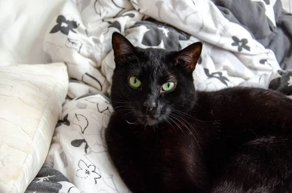 Θέα Μιας Μαύρης Γάτας Ξαπλωμένης Στα Σεντόνια Των Διαμερισμάτων — Φωτογραφία Αρχείου