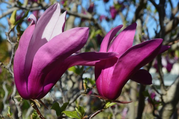 Close Magnolias Florescendo Primavera Nas Montanhas Azuis Austrália — Fotografia de Stock