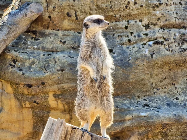 Meerkat Posant Sur Les Pattes Arrière — Photo