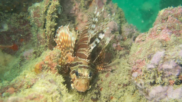 Närbild Vanlig Lejonfisk Runt Phuket Thailand — Stockfoto