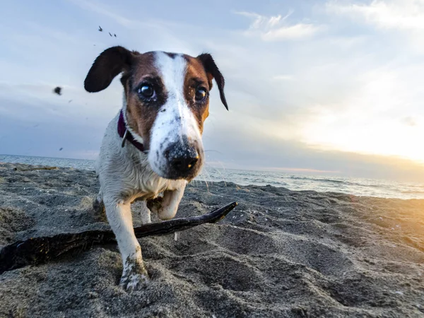 Primer Plano Del Jack Russell Terrier Playa — Foto de Stock