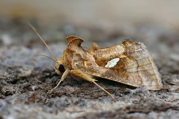 Closeup Golden Twin Spot Moth Tomato Looper Chrysodeixis Chalcites Sitting — Stock Photo, Image
