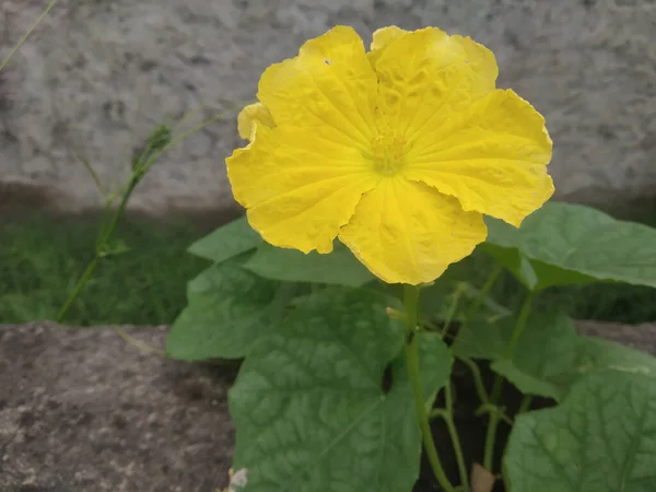 花园里一朵盛开的黄花的特写 — 图库照片