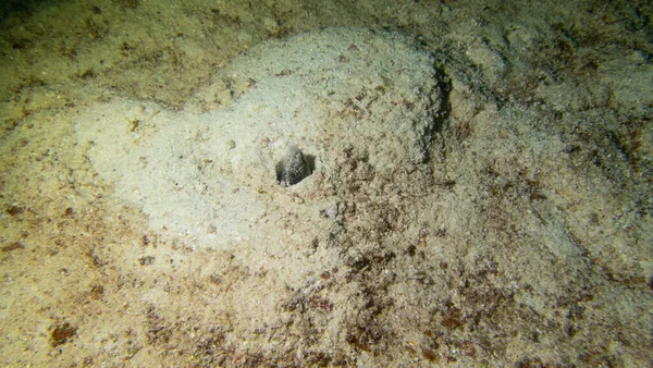 Sebuah Moray Kepingan Salju Pasir Scuba Menyelam Sekitar Phuket Thailand — Stok Foto