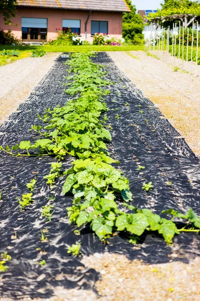 Der Anbau Biologischer Pflanzen — Stockfoto