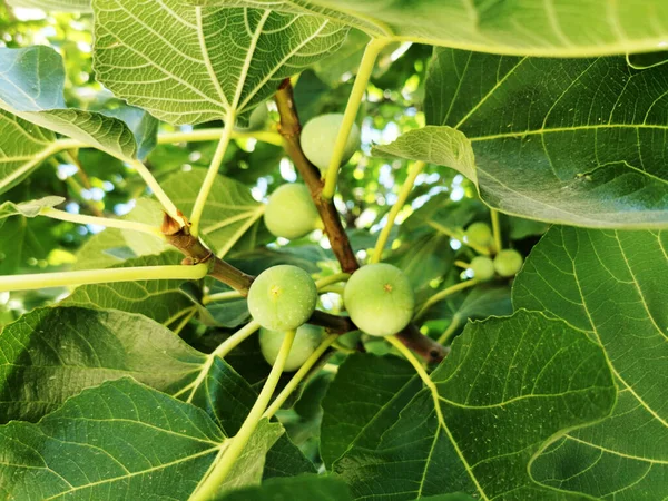 西班牙马德里树上的植物特写 — 图库照片