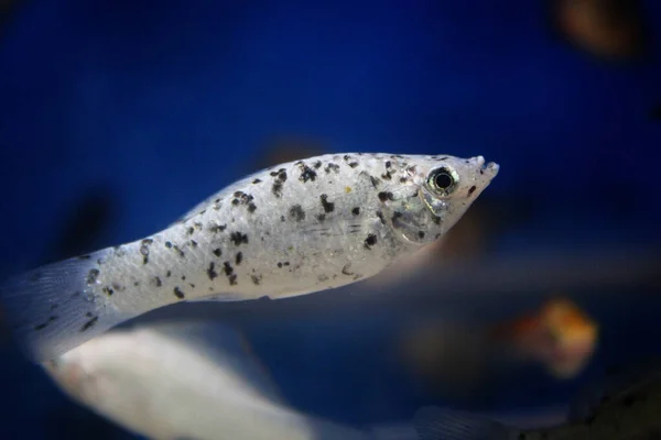 Akvaryumdaki Molly Balığının Yakın Çekimi — Stok fotoğraf