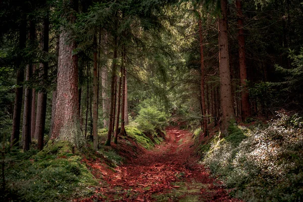 Тропа Окружена Высокими Деревьями Растениями Баварском Лесу — стоковое фото