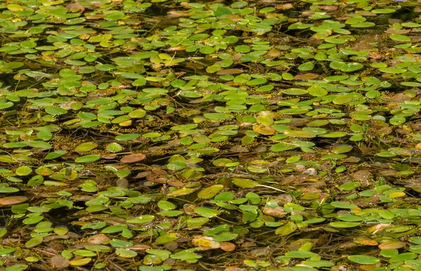 Высокоугольный Выстрел Длинного Сорняка Persicaria Amphibia Растет Воде — стоковое фото