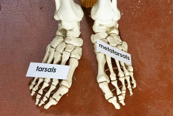 Die Auf Einem Skelett Gezeigten Tarsale Und Metatarsals — Stockfoto