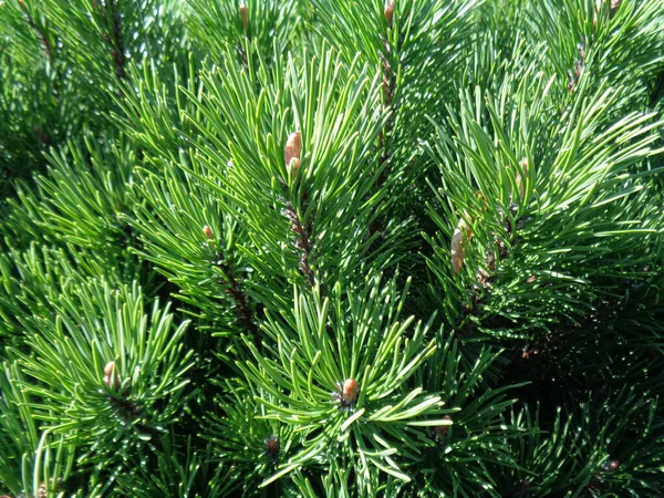Closeup Evergreen Fir Tree Branches — Stock Photo, Image