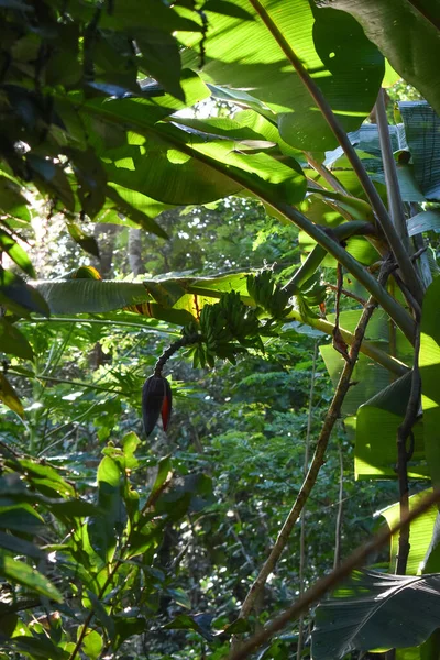 Bananas Verdes Crescentes Nos Galhos Das Árvores Selva — Fotografia de Stock