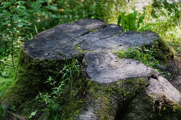 Velho Tronco Árvore Seca Grande Corte Coberto Com Musgo Floresta — Fotografia de Stock