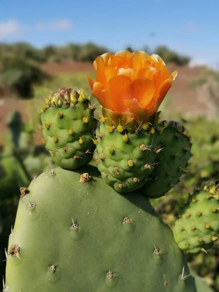 Disparo Vertical Cactus Florecido Campo Bajo Luz Del Sol — Foto de Stock