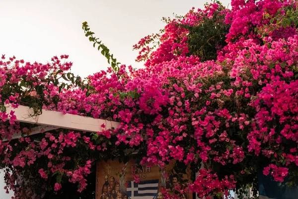 Beautiful Crepe Myrtle Flowering Plants Growing Wooden Logs Park Santorini — Stock Photo, Image