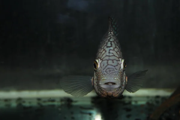 Closeup Shot Small Fishes Swimming Aquarium — Stock Photo, Image