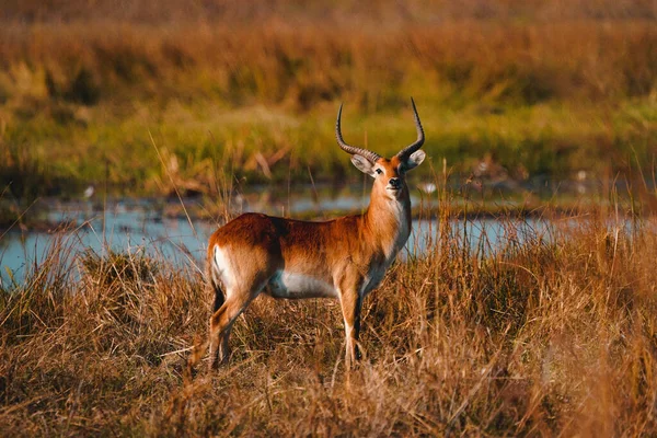 Een Blik Een Antilope Zijn Habitat Safari Okavanga Delta Botswana — Stockfoto