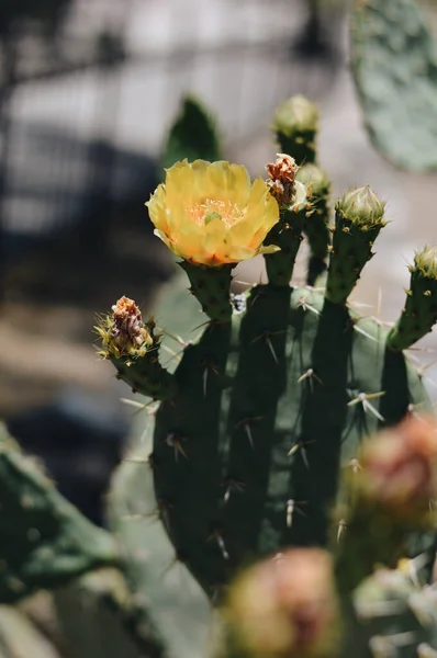 Primer Plano Vertical Una Flor Amarilla Flor Sobre Cactus —  Fotos de Stock