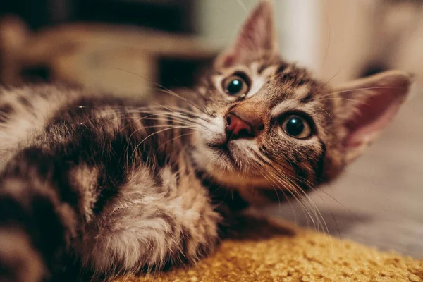 Close Gatinho Bonito Tabby Cinza Deitado Chão — Fotografia de Stock