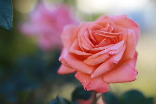 Een Close Shot Van Een Bloeiende Roze Roos Bloem — Stockfoto