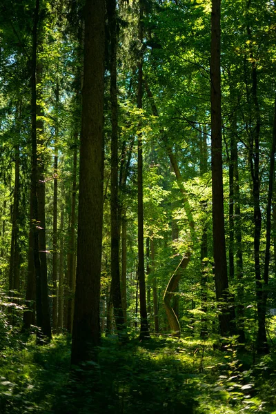 Прекрасный Вид Деревья Растущие Лесу Зелеными Листьями Солнечный День — стоковое фото