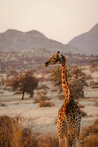 Een Verticaal Schot Van Een Prachtige Giraffe Het Habitat Safari — Stockfoto