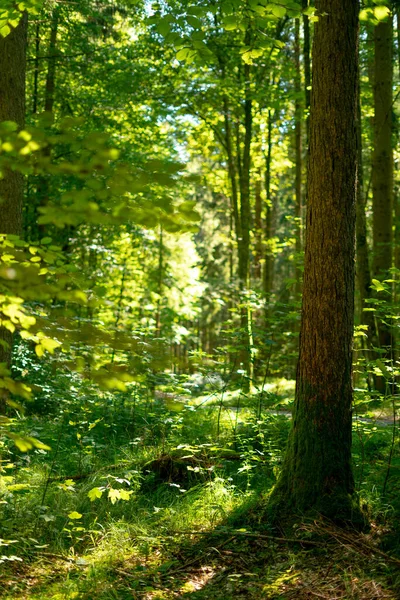 Прекрасный Вид Деревья Растущие Лесу Зелеными Листьями Солнечный День — стоковое фото
