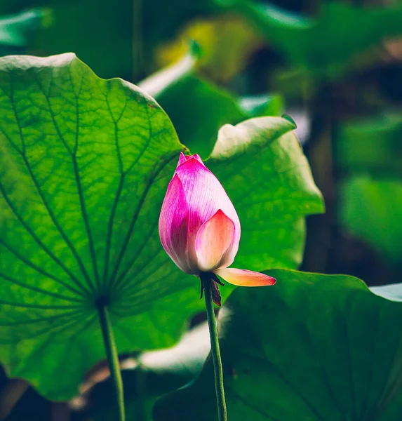 Квітуча Рожева Квітка Лотоса Ставку — стокове фото
